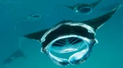 Mantarochen.