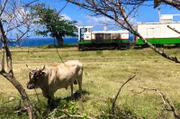 Zuckerrohr gibt es inzwischen kaum noch auf St. Kitts. Es wird mehr Viehzucht betrieben.