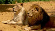 Chiara (l) und Bantu (r) faulenzen in der Gelsenkirchener Zoom Erlebniswelt.