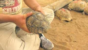 Die Schildkröten werden von Axel mit gebrauchtem Motoröl gegen Zecken behandelt!