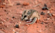 Schmalfuß-Beutelmaus, ein kleines fleischfressendes Beuteltier, in der australischen Wüste.