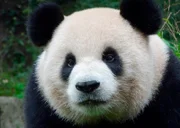 Pandas kommen heute nur noch in Sichuan und zwei benachbarten Provinzen Chinas vor.