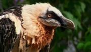 Der Bartgeier ist Europas größter Vogel.