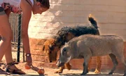 Eine interessante Freundschaft: Warzenschwein und Hund!