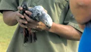 Mit einer kalten Dusche kann der entflogene Graupapagei "Birdie" eingefangen werden.