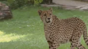 Gepard im Opel-Zoo Kronberg.
