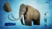 Das Mammut: Der Fleischkoloss von bis zu acht Tonnen war bestens gegen Kälte gewappnet, starb aber trotzdem während der letzten Eiszeit aus.