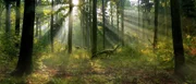 Viele Millionen Jahre lang beherrschen Dinosaurier die Erde. Heute leben nur noch Nachfahren eines Zweigs dieser Reptiliengruppe.