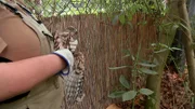 Ein verletzter Bussard wird aus dem Revier von Tiger Vanni im Frankfurter Zoo geborgen.