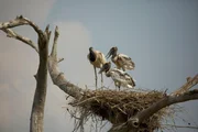 Jabiru-Storch mit zwei Jungen