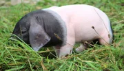 Auf dem Schaubauernhof gab es Nachwuchs bei den Schwäbisch-Hällischen Landschweinen. Die ersten Wochen sind für die kleinen Ferkel nicht ungefährlich, schnell kommt es zu Verletzungen beim Andrang an die mütterlichen Zitzen. Und auch die Mutter hat schon eine entzündete Zitze. Ein Einsatz für Tierärztin Annika Krengel, bei dem es gar nicht so leicht ist, die Übersicht zu behalten....