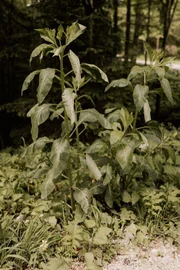 Zu den giftigsten Pflanzen unserer Wälder zählt die Tollkirsche. Im Spätsommer, etwa ab August, sieht man die reifen Beeren.