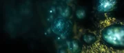 Aus einfachen Lebensformen, die zunächst im Wasser leben, entwickeln sich immer komplexere Lebensformen.