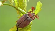 In einem beeindruckenden Tierfilm wird gezeigt, wie der Maikäfer fliegt. Woher er wohl seinen Namen hat?