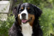 Hund Keks freut sich auf sein nächstes Abenteuer.