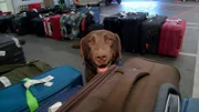 Zoll-Spürhund Greta auf dem Frankfurter Flughafen.