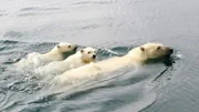 Immer weitere Strecken muss die Eisbärenmutter mit ihren Jungtieren schwimmen.