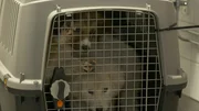 Dogs in a transporter.