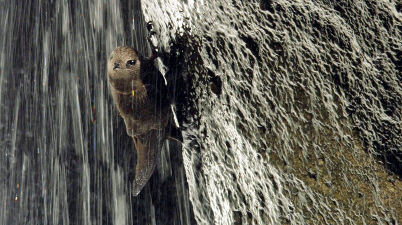 Die größten Wasserfälle der Erde - Naturwunder Iguaçu (D, 2006)