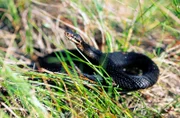Schwarze Kreuzotter im Moor.