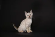 Katzen zählen zu den beliebtesten Haustieren weltweit
