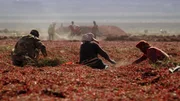 Ein Großteil der chinesischen Chili-Ernte trocknet in der Wüste von Xinjiang.