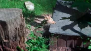 Wildkatze KingKong aus dem Opel-Zoo Kronberg zieht in die Wildnis.
