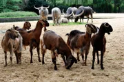 Die zänkischen kleinen Ziegen leben mit riesigen asiatischen Wasserbüffeln auf einer Anlage im Tierpark Berlin.
