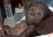 Affenbaby Monza wird zum ersten Mal der Öffentlichkeit vorgeführt.