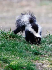 Skunk out looking for food