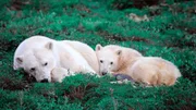 Im arktischen Sommer ruhen die Eisbärenmutter und ihre Jungtiere im saftigen Gras.