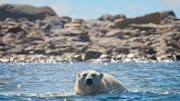 Ein Eisbär steht im Wasser und schüttelt sich die Tropfen aus dem Fell.