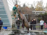 Die Seelöwen in der Wilhelma müssen sich ihr Futter verdienen. Mit atemberaubenden Kunststücken.