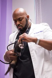 Dr. Ross checking vitals on one of the ferrets.