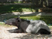 Tapir Thai gönnt sich ein Bad in der morgentlichen Sonne.