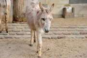 ARD/rbb PANDA, GORILLA & CO., TEIL 230, "Geschichten aus dem Zoo Berlin und dem Tierpark Berlin", am Dienstag um 16:10 Uhr im ERSTEN. Sardinischer Zwergesel