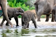 Die beiden Elefantenkinder tollen schon ziemlich wild mit ihren älteren Geschwistern Thuza und Dimas auf der Außenanlage des Tierparks Berlin herum. Nur beim Baden ist Elefanten-Mädchen Pantha noch nicht ganz so mutig wie ihr Halbbruder Bogor.