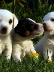Puppies