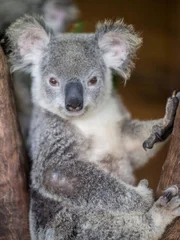 A koala looking at the camera.