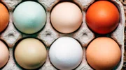 Ausgefallene Rassen sorgen für naturbunte Eier.