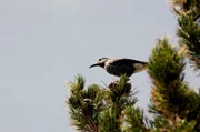 Unter den vielen Vogelarten, die in den Bergen beheimatet sind, findet sich auch der Tannenhäher.