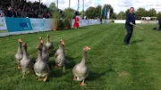 Wilfried Kalasz züchtet das Tier der „MeLa 2018“ – die Pommerngans. Er präsentiert eine muntere Schar im großen Vorführring.