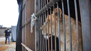 Lioness