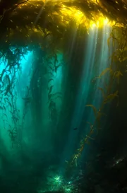 Besonders üppig wachsen Tangwälder vor der nordamerikanischen Pazifikküste, manchmal wird der Riesentang bis zu 50 Meter hoch.