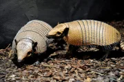 Zoo Berlin: Weißborsten-Gürteltier Oskar mit Weibchen im Nachttierhaus