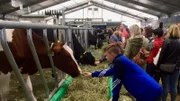 Tiere zum Anfassen - auf der „MeLa“. Vier Tage lang lassen sich Landwirte, Züchter und Produzenten in die Karten gucken.