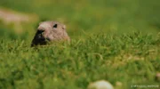 Berge bedecken 25 Prozent der Landfläche, beherbergen aber drei Viertel aller Säugetier-, Vogel- und Amphibienarten - darunter auch das Murmeltier.