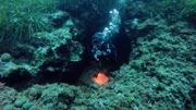 Rund um die Insel San Pietro gibt es unter Wasser Rinnen, Felswände und Höhlen. Eine spannende Unterwasserwelt für Taucher.
