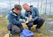 Craig Jackson und Kristine Ulvund messen den Hinterlauf eines wenige Wochen alten Polarfuchses.