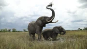 Jabu and Morula playing in the mud.